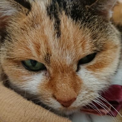 ねこ 素朴な疑問なのだが マスクしながらどうやってラーメン食べるのだろう ねこ 素朴な疑問なのだが マスクしながらどうやってラーメン食べるのだろう