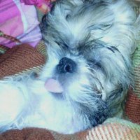 Melany Flores (@melanyf37507060) Twitter profile photo