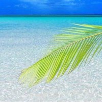 Dr. Barefoot Scholar (@sophiarahming1) 's Twitter Profile