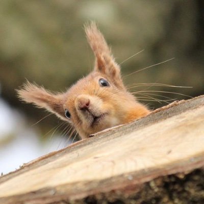 The Isle of Wight Red Squirrel Trust
