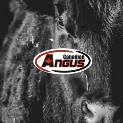Canadian Angus Profile