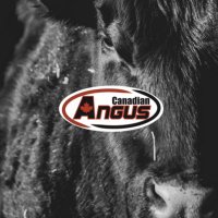 Canadian Angus (@cdnangus) 's Twitter Profile Photo Canadian Angus (@cdnangus) 's Twitter Profile Photo