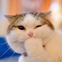 Gato Croqueto mañosin compulsivo. (@gatocroqueto) 's Twitter Profile
