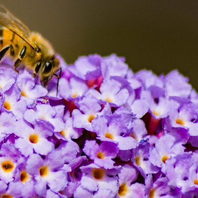 H1_hew's profile picture. 