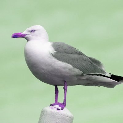 s ᴇ ᴀ ɢ ᴜ ʟ ʟ - ᴋ ᴜ ɴさんのプロフィール画像