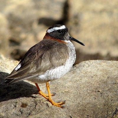 All images digiscoped using a Swarovski ATS 80HD and currently using a Panasonic GH5.