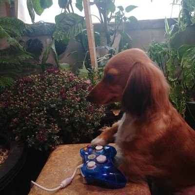 ForgotnGoGo's profile picture. Just an average gamer