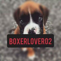 Boxer Lover (@boxerlover02) 's Twitter Profile Photo Boxer Lover (@boxerlover02) 's Twitter Profile Photo