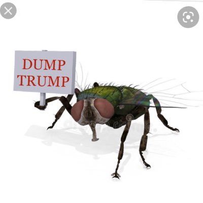 trumpmustgo8645's profile picture. I’m cousins with the fly that starred in the VP Debate