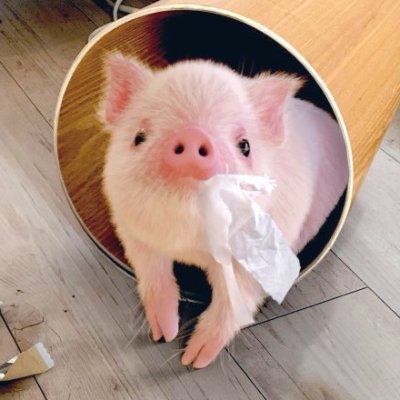 micropig_Pinky Profile Picture