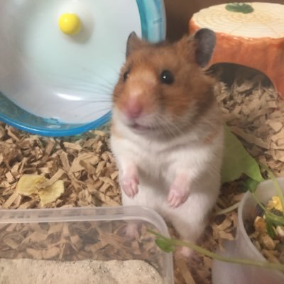 はなちゃん ハム心 ねずこ おはようございます ゴールデンは 特にニキビダニに なるみたいで 治療してます キンクマの方は こなつさん家と 同じ感じに 今なってます 耳のうしろ うちも この子も診てもらう予定です 心配になりますょね はなちゃん ハム心 ねずこ おはようございます ゴールデンは 特にニキビダニに なるみたいで 治療してます キンクマの方は こなつさん家と 同じ感じに 今なってます 耳のうしろ うちも この子も診てもらう予定です 心配になりますょね
