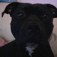 marcus talbot - @marcus20puppy Twitter Profile Photo