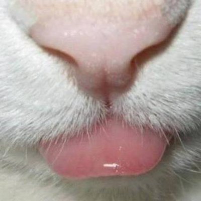 pollosmoky's profile picture. Más Chingoleando & maybe a few cats. Also, boop!

If it all gets to be too much, look for "pollosmoky" at bluesky/threads/spoutible...