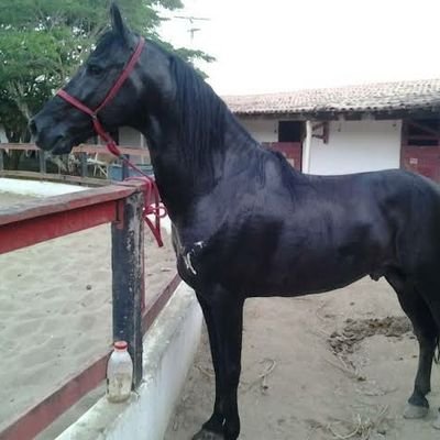 AllefMarcus's profile picture. 🕉        ☯️