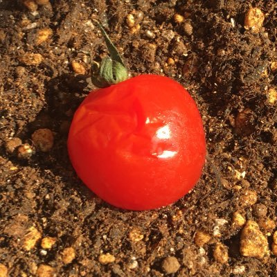 腐りかけた2個のプチトマトをそのまま土に植えた事から始まったこの企画今後どうなるか乞うご期待。115日後に穫るプチトマト🍅 #プチトマトそのまま植える #TMT4042 #奇跡の復活トマト🍅