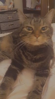 MrTigerBaby's profile picture. howdy, im tiger! im a old man, recently put into a new family. hope i get to know everyone a bit better