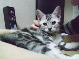 呑んだくれすぎて、左手が震え始めました。
