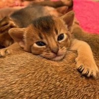 chardonay (@chardonay) 's Twitter Profile Photo