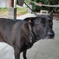Traci (Good Boy Paris🐶OTRB🌈)☔💙💛🟦 (@butterfly7rose) 's Twitter Profile Photo Traci (Good Boy Paris🐶OTRB🌈)☔💙💛🟦 (@butterfly7rose) 's Twitter Profile Photo