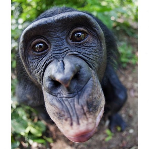 shimpanzenish's profile picture. Real monkey