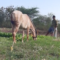 Arvind kAVALI (@arvindkavali2) 's Twitter Profile