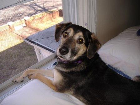 I am a mixed-breed dog living in Northern Virginia. I am whippet-sized, with German Shepherd fur and a beagle nose. I am pretty smart, esp. about food.