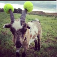 Jeff S Pumpkins (@jeffmardukes) 's Twitter Profile