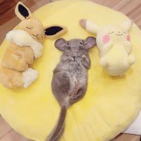 🌼まるちゃんズと飼い主りぬ🌼 (@maru_chinchilla) 's Twitter Profile Photo 🌼まるちゃんズと飼い主りぬ🌼 (@maru_chinchilla) 's Twitter Profile Photo