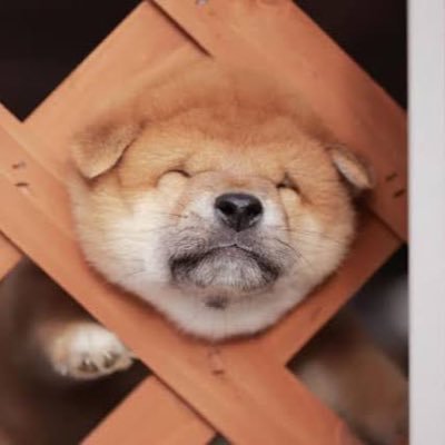 都内の舐め柴犬。女性に弄ばれたり虐められる事にドキドキしてしまうアラフォーのドM犬です。Sなご主人様に○○ポを振ってご奉仕したいです。性癖に刺さったものをリポストさせてもらってます