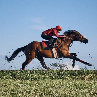 horses-in-training