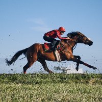horses-in-training (@horses_training) 's Twitter Profile