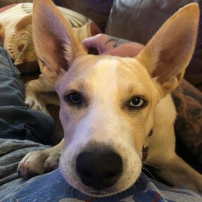 gclarkevo's profile picture. Proud & loving father of an amazing boy. Views expressed are my own and do not necessarily reflect those of my employer. Cash App $gclarkevo