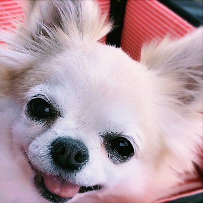 愛犬メイン動物垢|運営ブログ=犬情報「しっぽこむ」 https://t.co/xpRur933VZ｜チワワのバニラ13歳♀てんかん持ち・パテラ手術済・僧帽弁閉鎖不全症2021/7/28手術済｜飼主は人の看護師｜いいね・RTは賛同のみに限らず｜ノーリード・体罰・過激な愛誤はご遠慮を｜クラファンは協力できないのでsorry