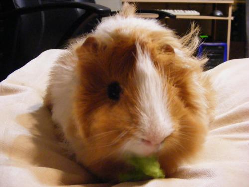 Luzzar_v4's profile picture. 