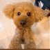 *pochiko* (@pochiko0328) Twitter profile photo *pochiko* (@pochiko0328) Twitter profile photo