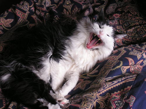 platypus803's profile picture. Tierlieber Alter Dessauer mit ausgeprägtem Gerechtigkeitssinn  Interesse an Politik, Sport & Kultur. 
                                         sapere aude