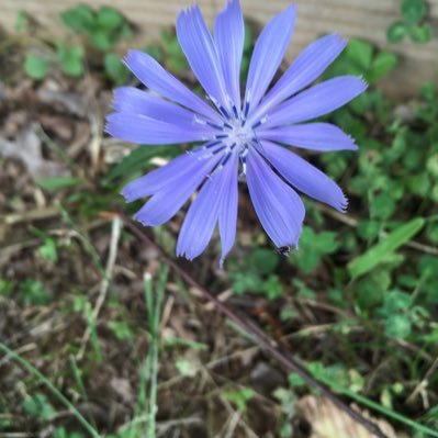 I’ve been told I’m magical.  Learner, thinker, wife, mother of three adults. Gardener of flowers. #Resistance