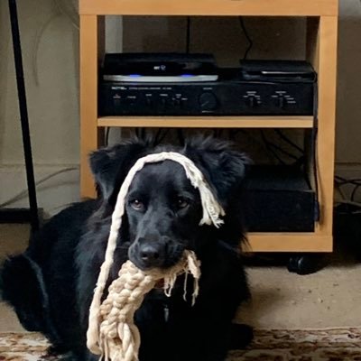 Tree656's profile picture. Music Bath Rugby politics. Free Palestine 🇵🇸