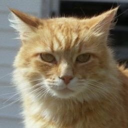 GhostDadRoot's profile picture. Former loner-turned Great Dad