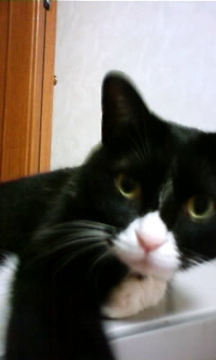 minirimu's profile picture. こんにちは　 rimuです！ 好きなキャラ ポケモン(ブイズ)　  よろしくお願いします！