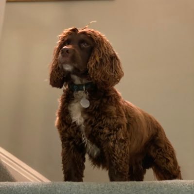TarkaMcSpaniel's profile picture. I'm a cocker spaniel who has moved from the highlife in #Glasgow to #Suffolk. When I'm not chasing wildlife, I'm off with my human in a campervan #DogsOfTwitter