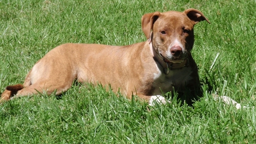 dogsandcatstoda's profile picture. mom, freelance writer, blogger

http://t.co/wBdMeg9Y84