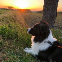 愛犬セブンとの日常 (@katsumi7788) Twitter profile photo