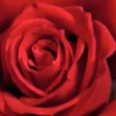 MercedesMondr11's profile picture. 