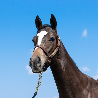 岡山出身→静内農業高校→北海道恵庭在住🐴カメラマン。
一口馬主クラブカタログ用立ち写真 /
一口馬主クラブ牧場育成馬調教写真・動画 /
セリ用立ち写真・動画 /
北海道開催競馬（函館・札幌・門別）など。

社台RH､社台OW､キャロットC､シルクHC､東京TC､日刊スポーツ他