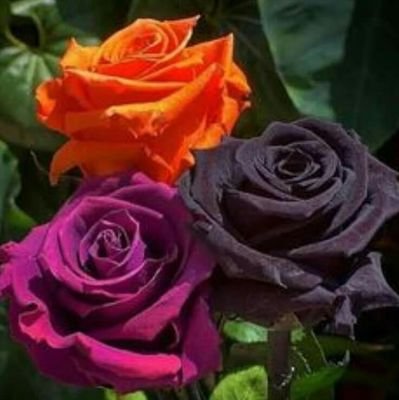 EncikBhino's profile picture. all you need is love,cooking,movie