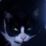Hi I’m just an account for cat pics, but I will sometimes be on my yt channel so I won’t always be online
