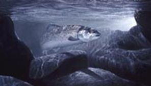 moocha123's profile picture. 