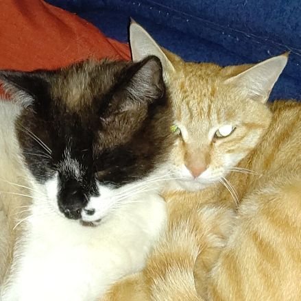 doudesyo1919's profile picture. 植人冬眠中zzz
猫と戯れる毎日