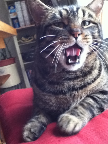 MartMeowliski's profile picture. Meow.I am a 14 pound cat named Martin. I am about 8 years old, and have had many adventures so far! Like loosing my wife and recently passing a bladder stone.